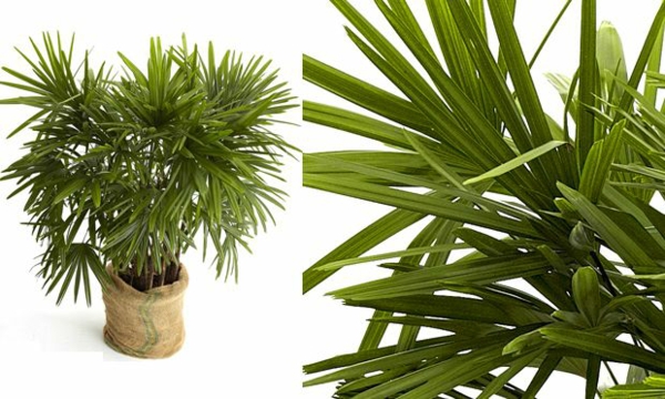 palmy vnitřní rostliny rhapis excelsa topoľové rostliny zelené