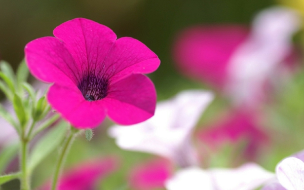 петуния лилав цвят означава растение