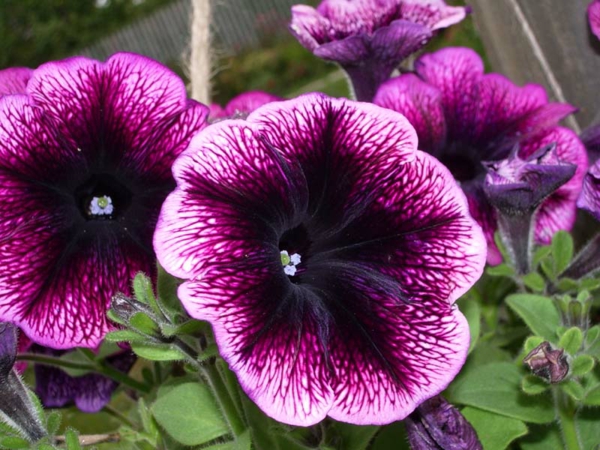 Petunia reiškia auginti violetinį sodą