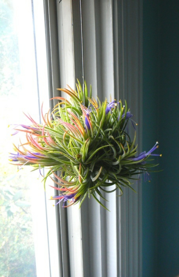 грижа за растенията висящи цветя прозорец