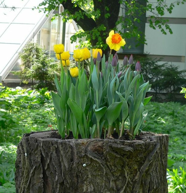 planta de maceta tocón de árbol amarillo tulipanes rojos