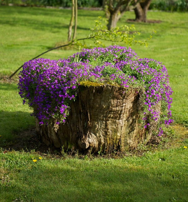 planta de maceta árbol tallo lila flores
