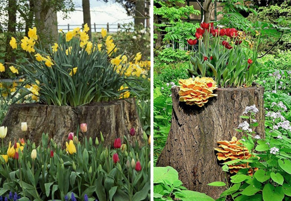 plant pot stump daffodils mushrooms red tulips