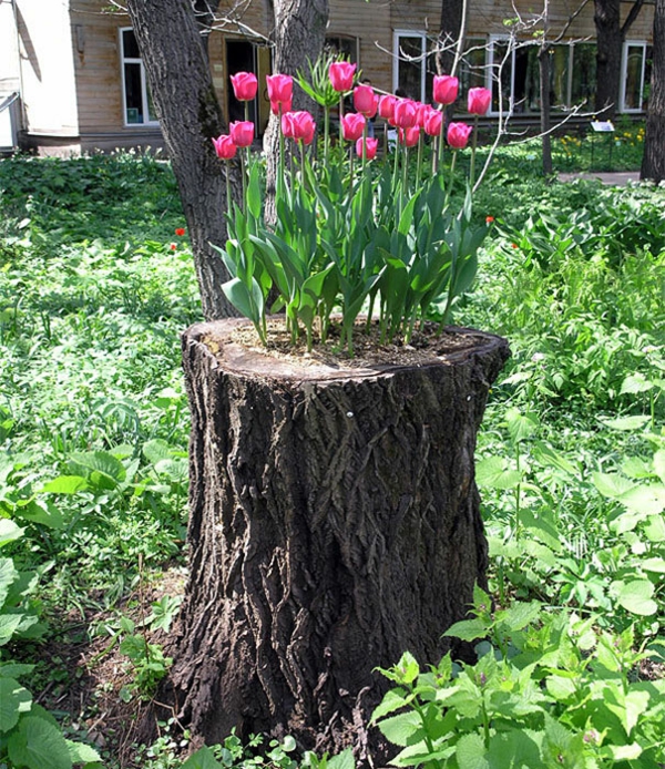 plant pot stump pink pink tulips