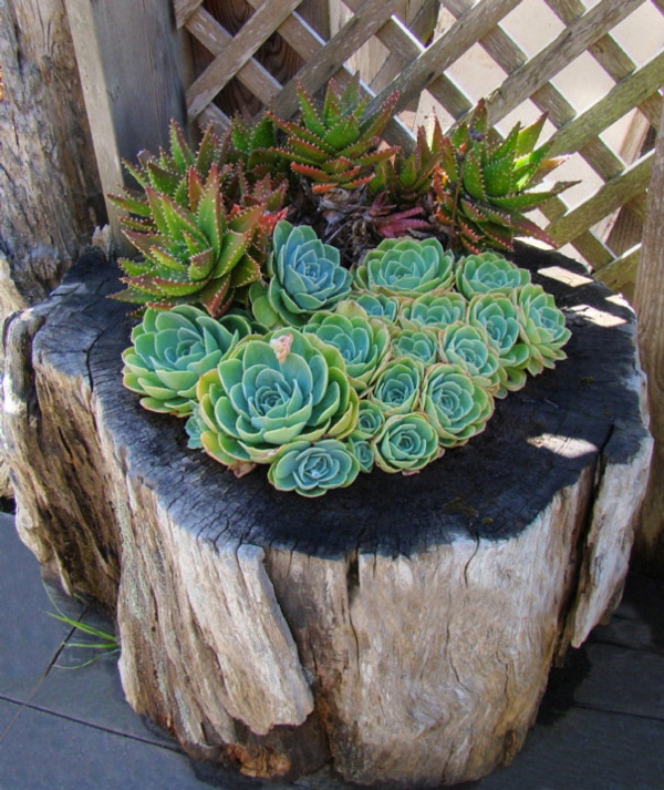 plant pot tree stump succulent cacti