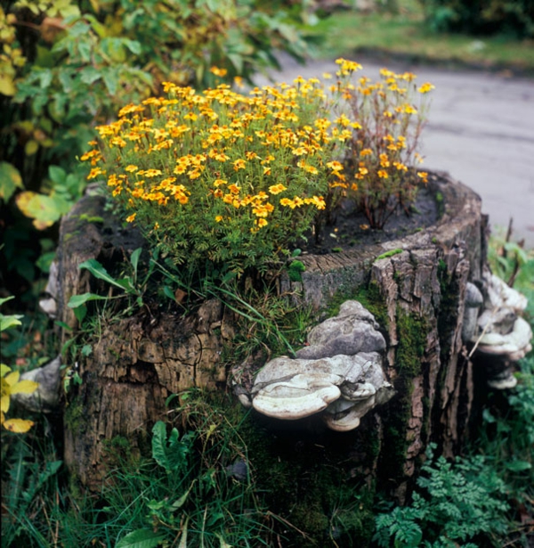 plant pot tree stump tiny flower yellow