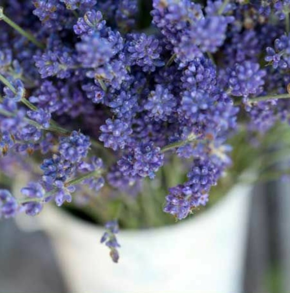helppohoitoinen parveke kasveja violetti kukkia