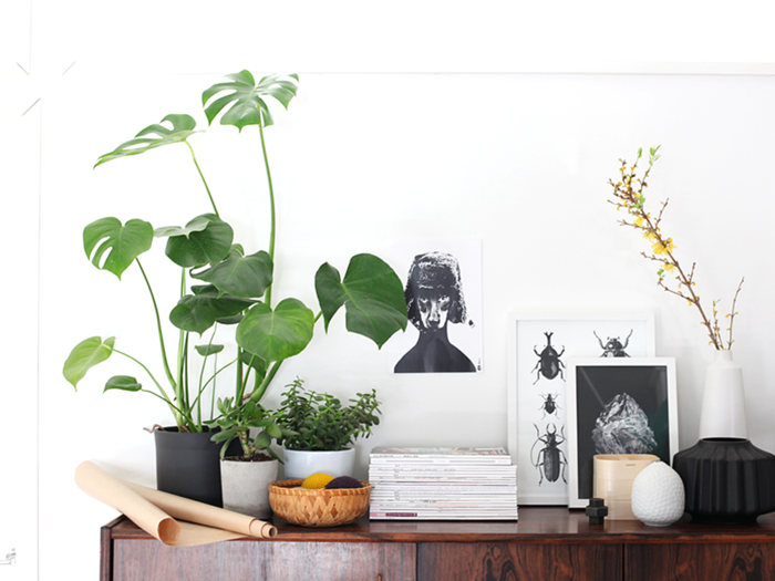 photos de plantes d'intérieur easy-care Geldbaum plante en pot