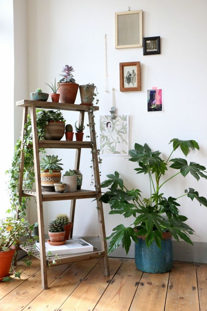易于护理的室内植物图片木制楼梯架