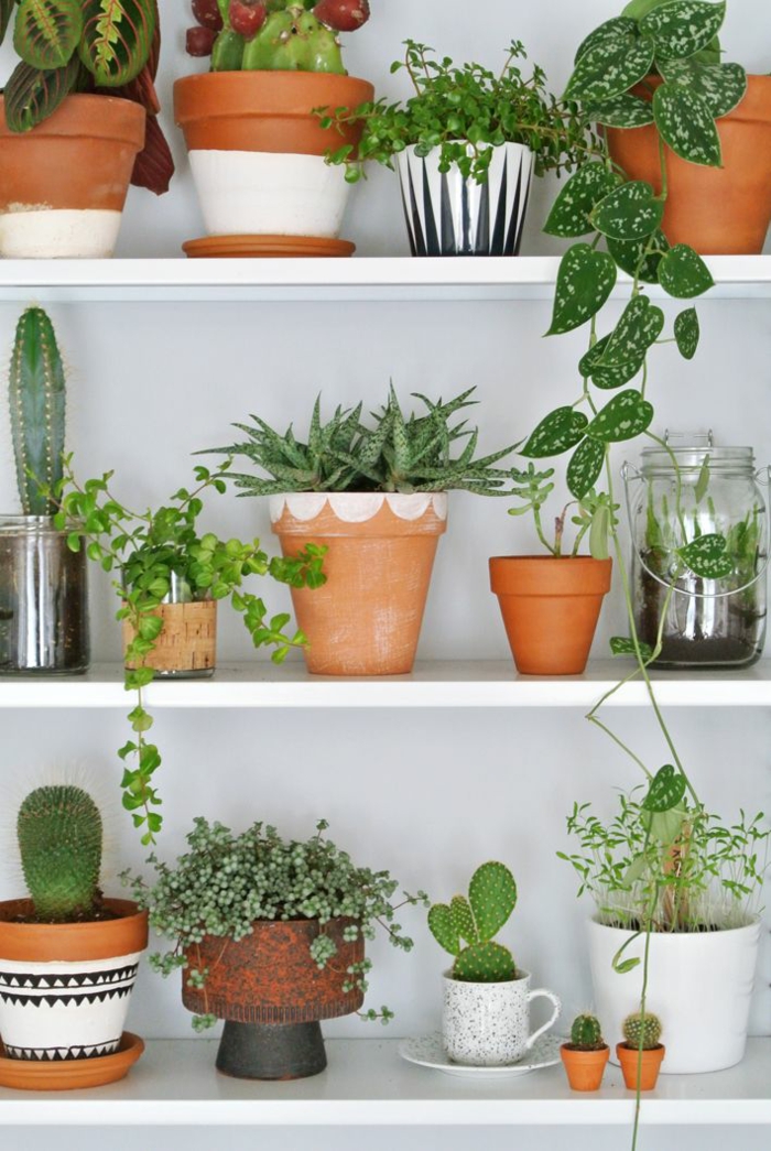 photos de plantes d'intérieur faciles d'entretien Tablette murale avec plantes en pot