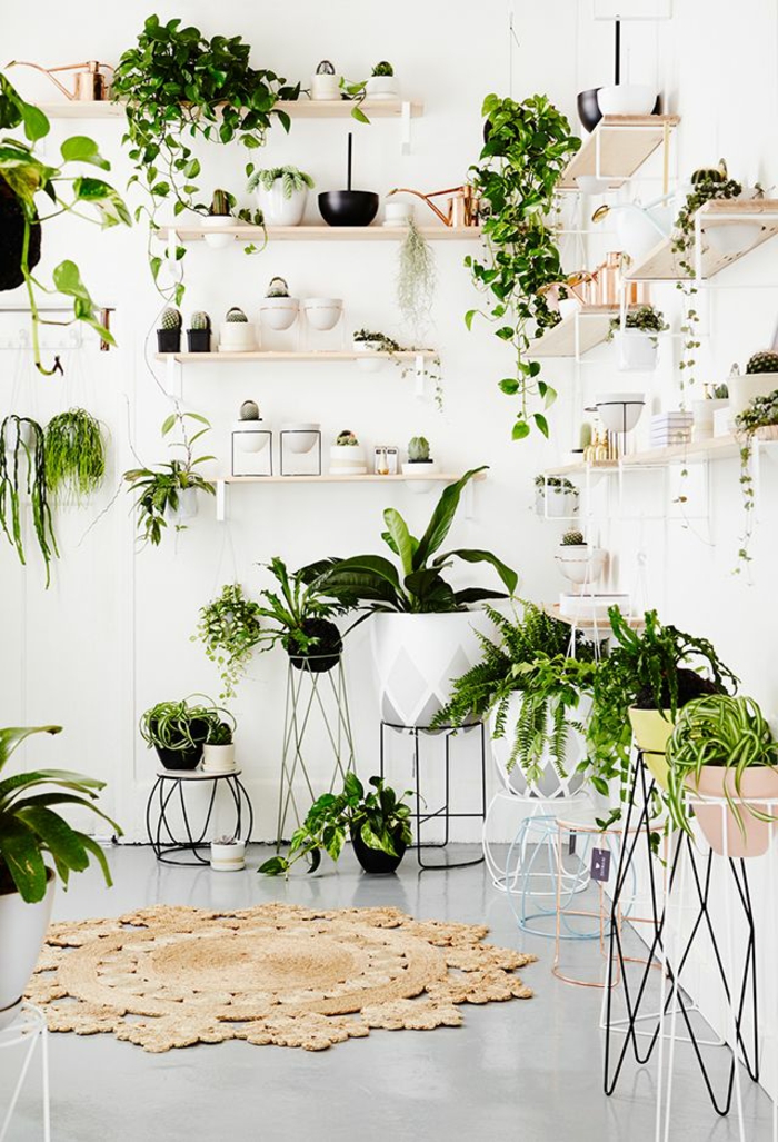 helppohoitoiset sisäkasvit kuvat kraetive seinärakenne vihreillä kasveilla