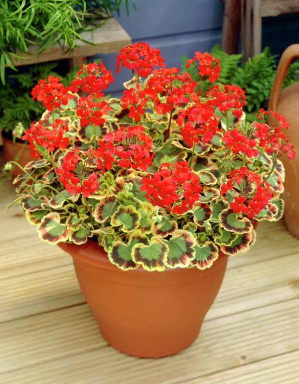 easy-care balcony plants red geraniums