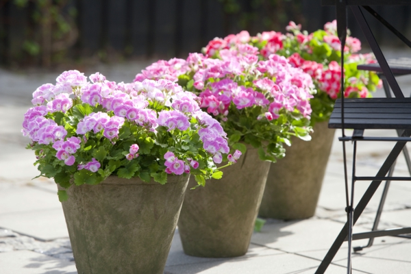 easy-care balcony plants geranium flowerpots colored beautiful