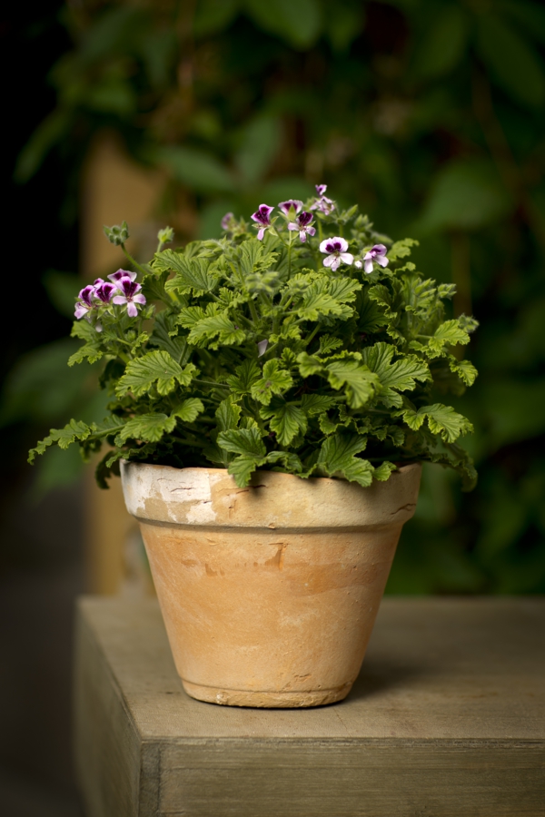 εύκολη φροντίδα μπαλκόνι φυτά γεράνια pelargonium