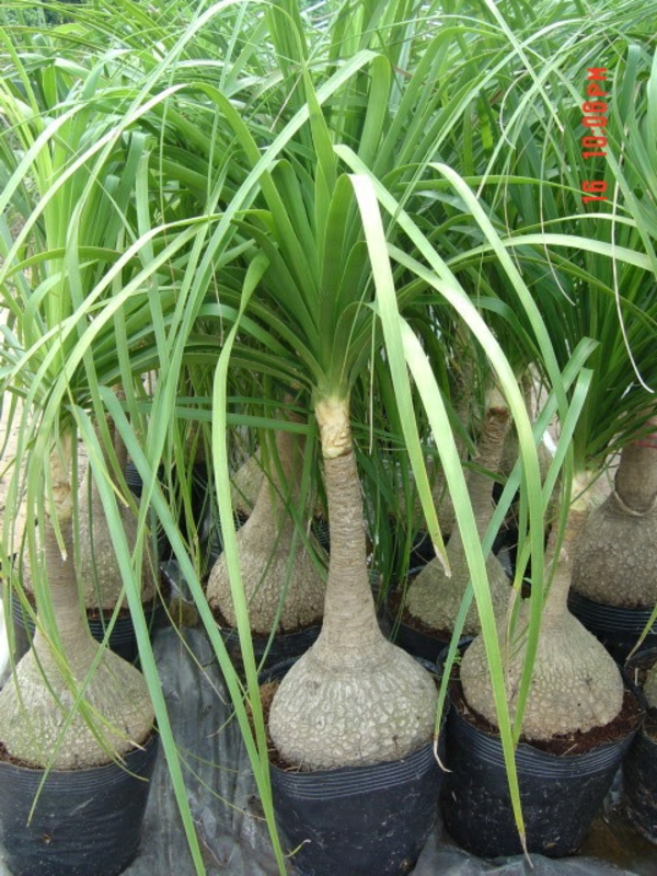 קל טיפול potted צמחים agave חממה בקבוק עץ דקלים עבור החדר