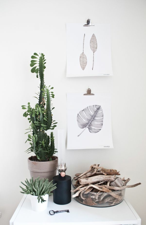 лесни занимания стайни растения снимки кактуси driftwood