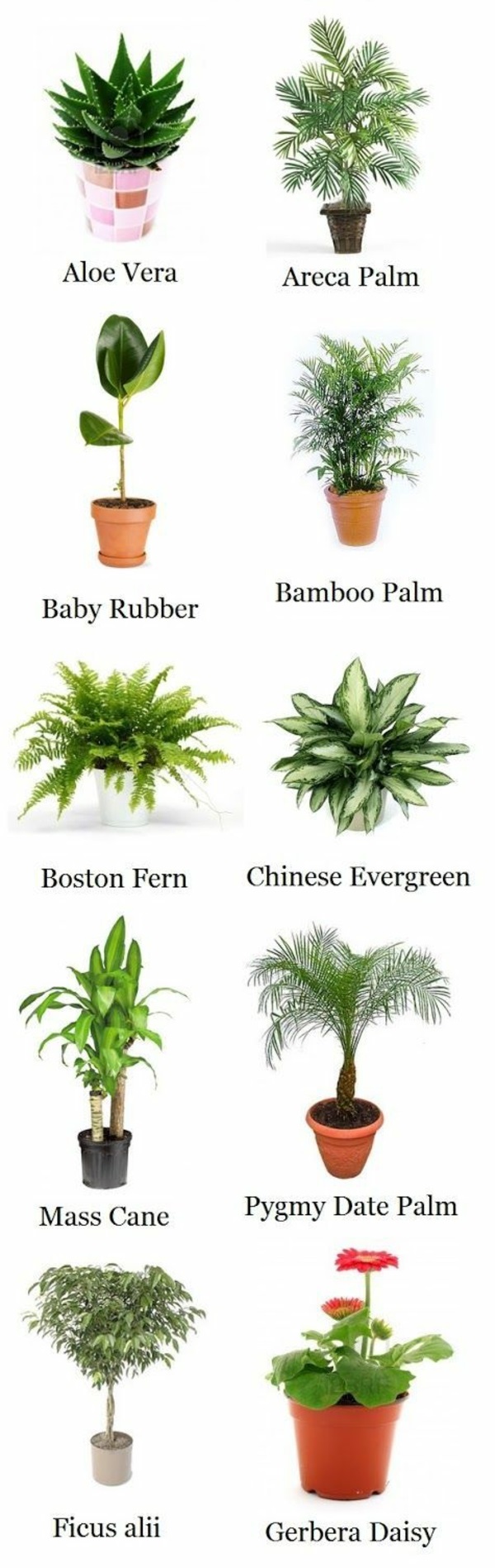 plantas de interior fáciles de cuidar palmeras árboles plantas de interior