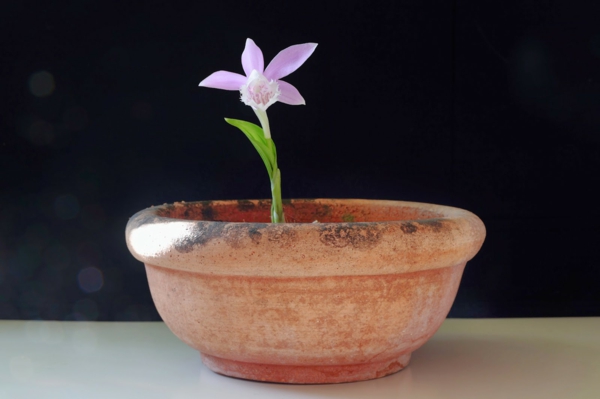 pleione formosa orchid deco παράθυρο