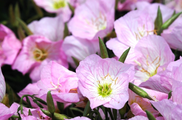 απαλά ροζ ελαφριά κηπουρική κήπου