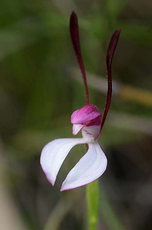 lapin orchidée orchidées espèces plantes de jardin