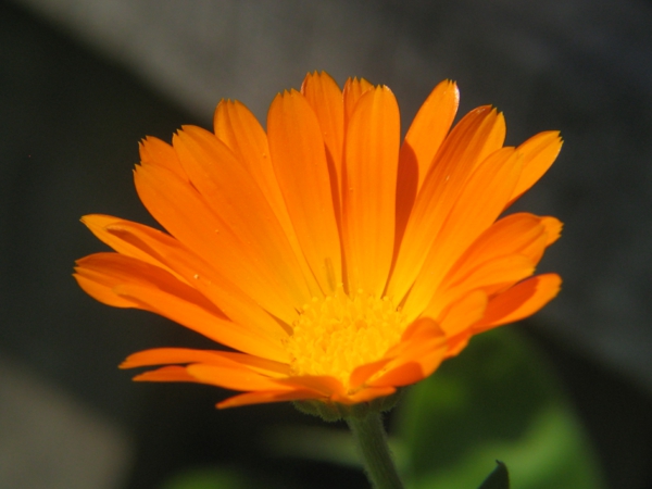 marigold apelsinų augalų gėlės prasmė