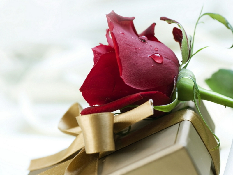 романтична декларация за любов снимки Валентин подаръци червени рози