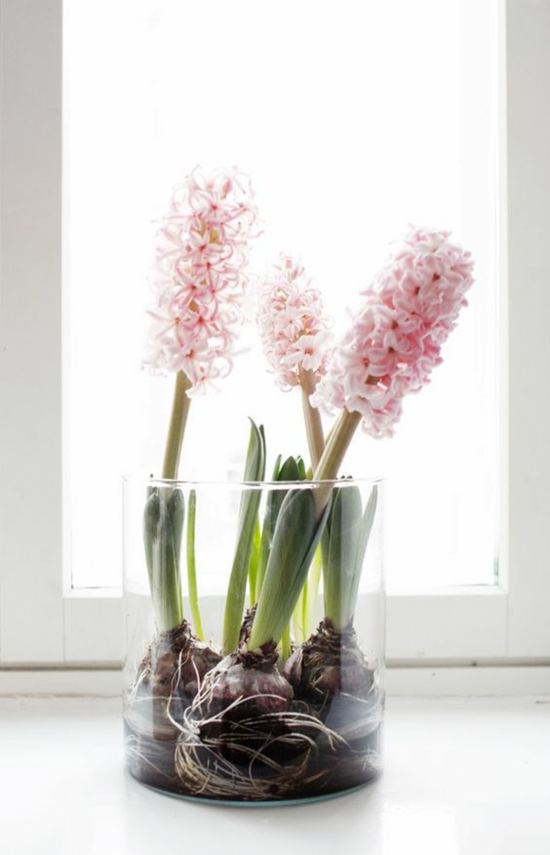 roze tuinhyacinten Hyacinthus orientalis prachtige lentebloemen foto's