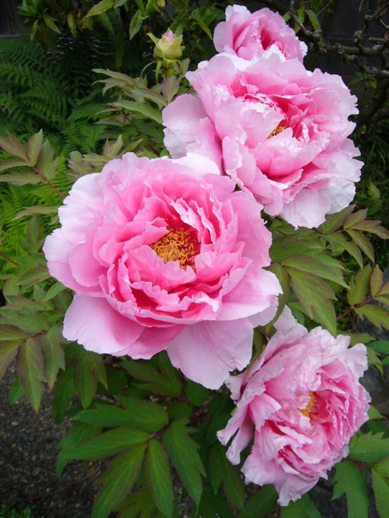 桃红色共同的牡丹芍药美丽的春天花图片