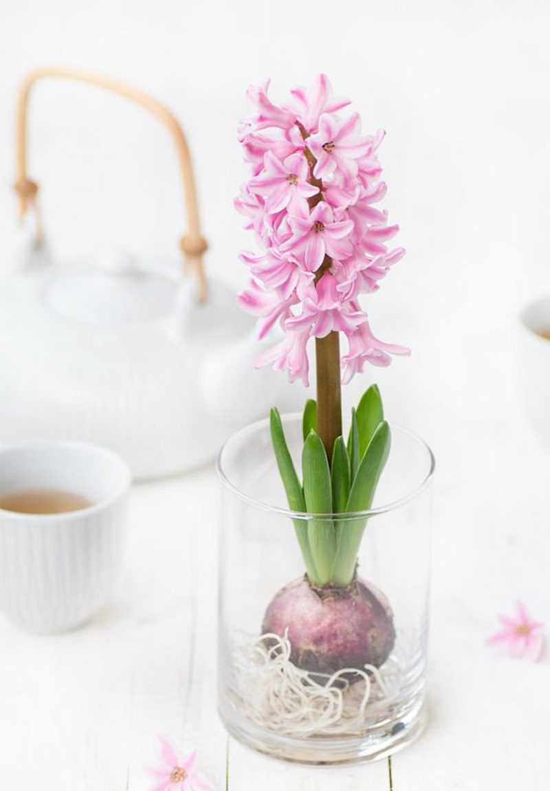 Hyacinthus orientalis διακοσμητικές ιδέες με λουλούδια της άνοιξης