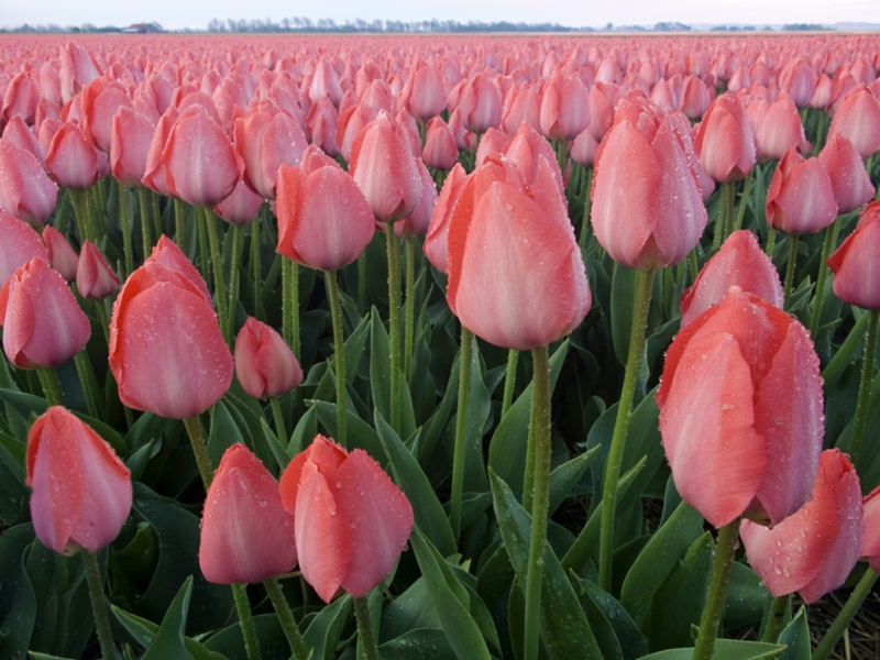 ροζ τουλίπες Tulipa όμορφη εικόνα λουλουδιών άνοιξη