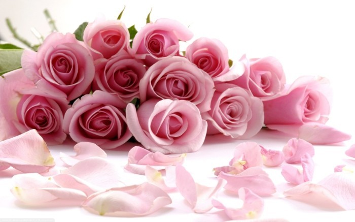 rožinės rožės