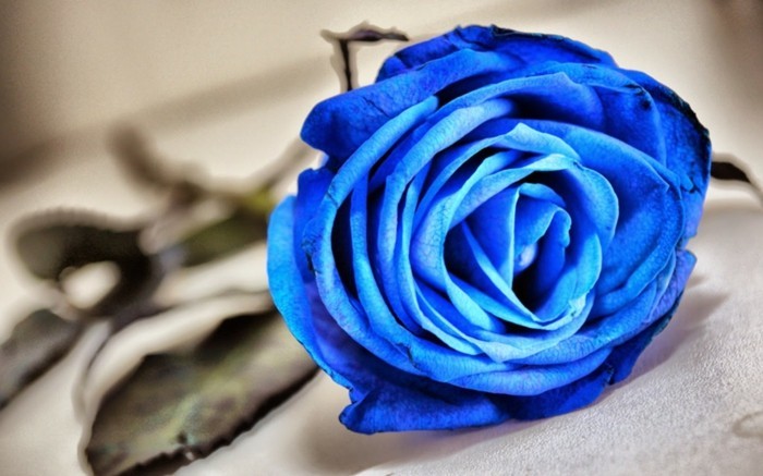 Rose spalva reiškia mėlynas augalas