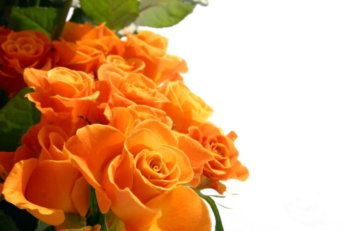 Rose spalva reiškia oranžines rožes