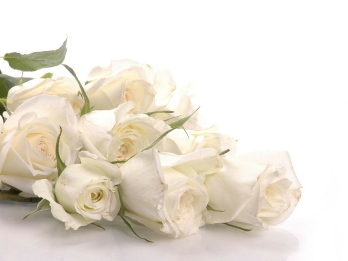 צבע ורד משמעות לבן