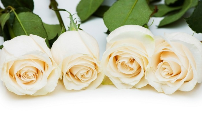 Rose farve betyder hvide roser