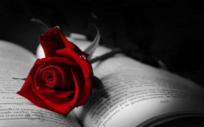 红玫瑰浪漫地翻开了美丽的书