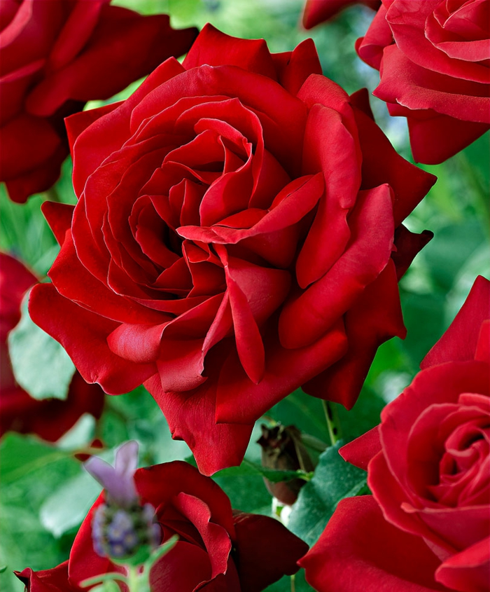 红玫瑰玫瑰丛的花园