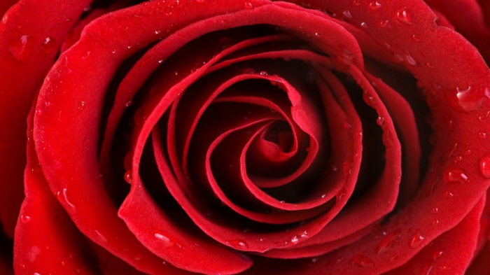røde roser vanddråber closeup