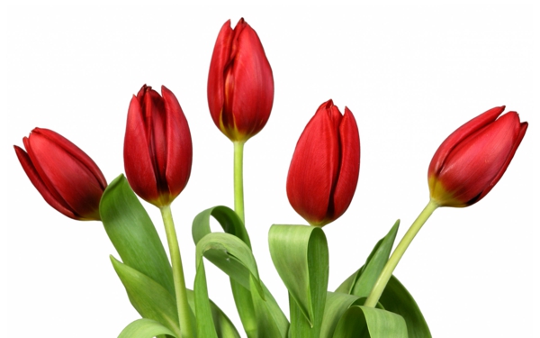 אדום tulips גינה צמחים פרחים משמעות