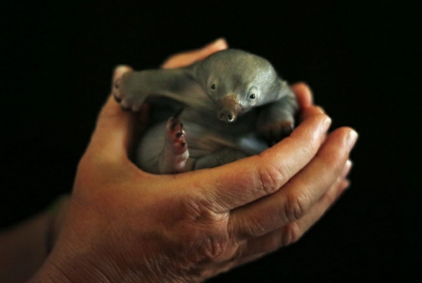 可爱的动物图片宝宝游戏动物针鼹四个小动物