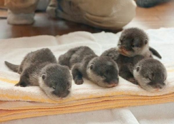 בעלי חיים חמודים תמונות התינוק otter ארבעה בעלי חיים