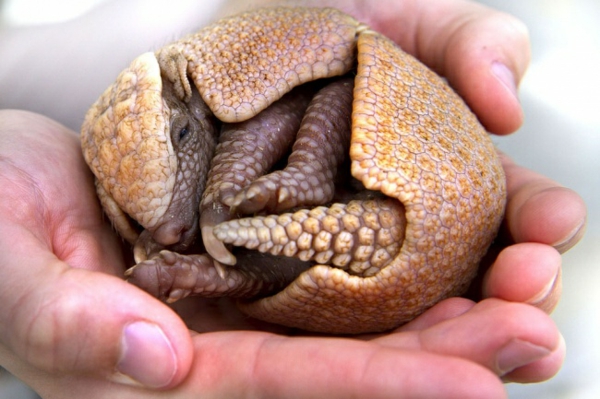 cute animal pictures baby armadillo four baby animals