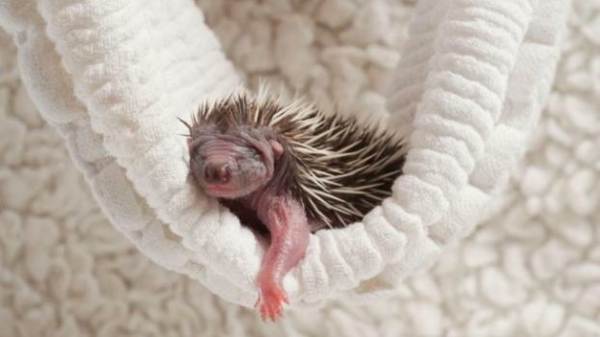 cute animal pictures baby hedgehog baby animals