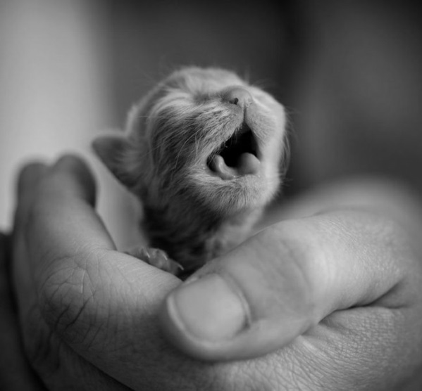 imágenes de animales lindas bebé gato animales de bebé