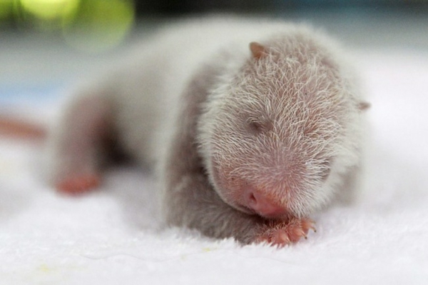 חיות מתוקות-חיה תמונות התינוק-פנדה-דוב-תינוק