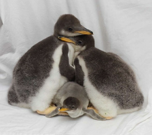 сладък животински снимки бебе пингвин бебе животни