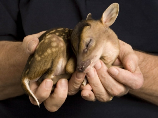 חיות חמודות תמונות תינוקות חזרות
