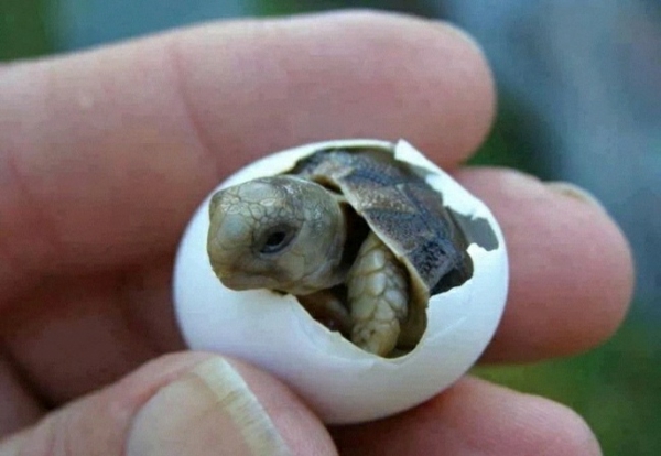 сладък животински снимки бебе костенурка бебе животни