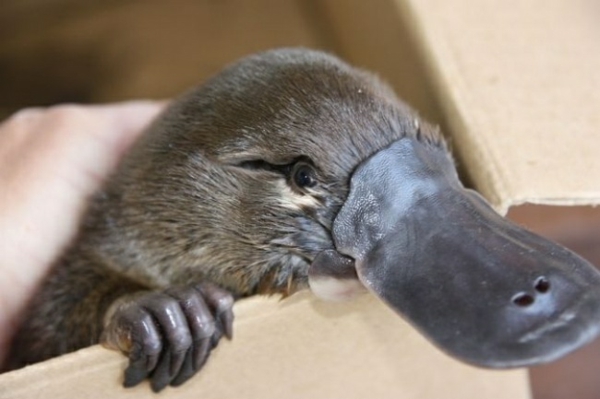 cute animal pictures baby platypus baby animals