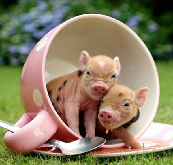 תמונות חיות חמוד תינוק גינאה חזיר התינוק